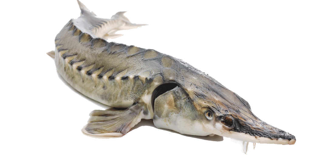 ماهی خاویاری